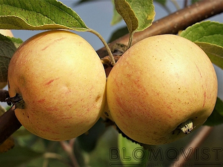 Malus domestica 'Konfetnoje', tarhaomenapuu